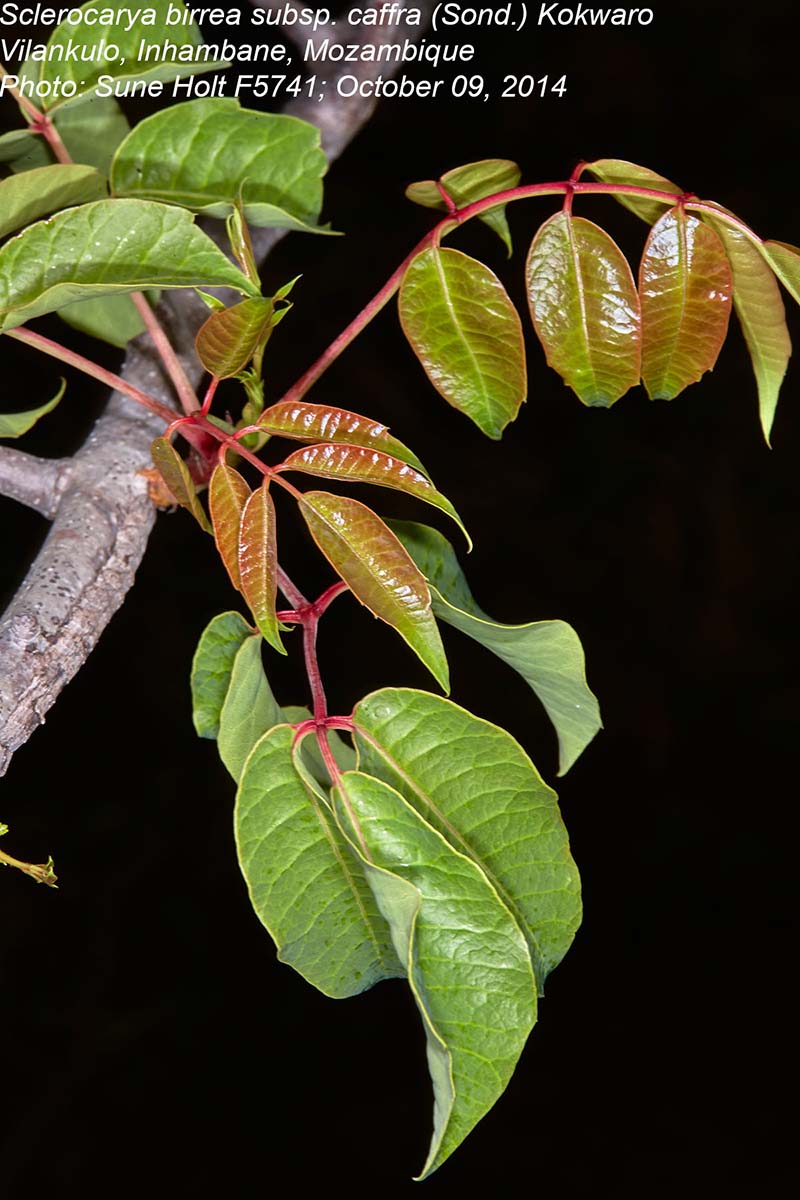 Sclerocarya birrea subsp. caffra