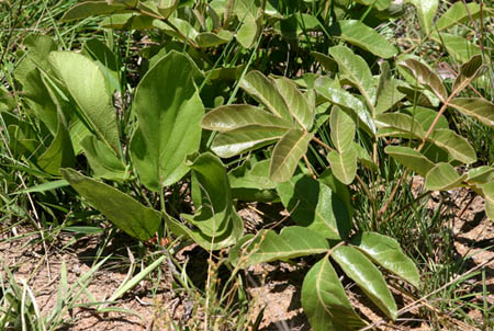 Lannea edulis var. edulis