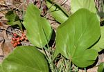Lannea edulis var. edulis