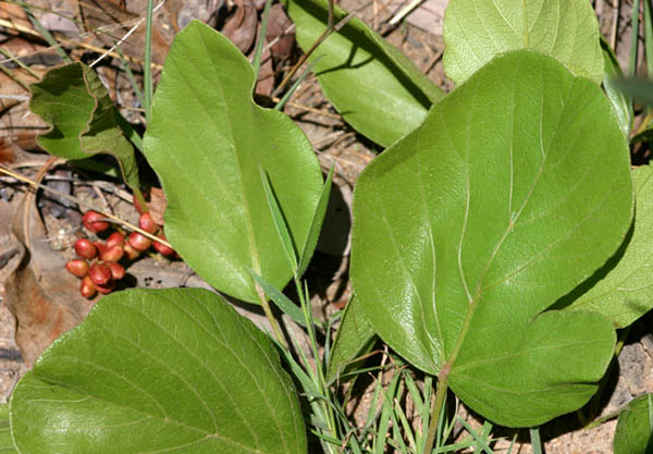 Lannea edulis var. edulis