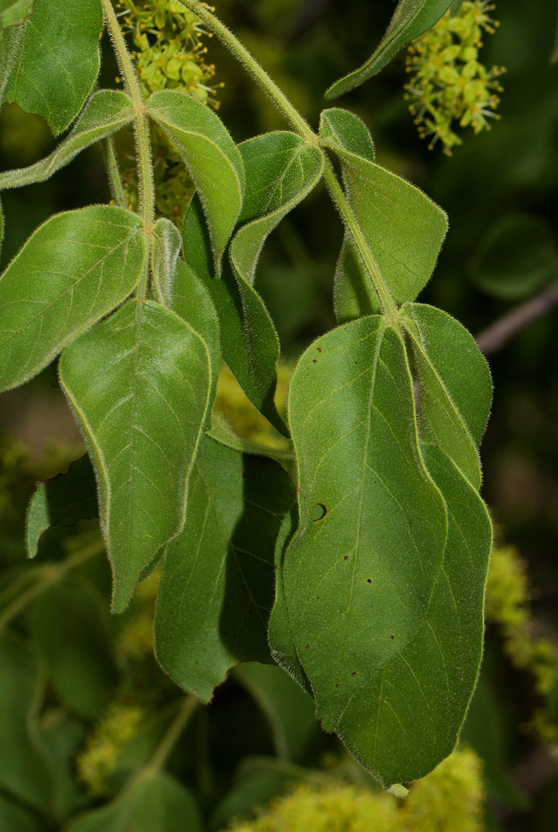 Lannea schweinfurthii var. tomentosa