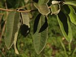 Ozoroa reticulata