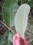 Ozoroa reticulata