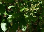 Ozoroa obovata var. elliptica