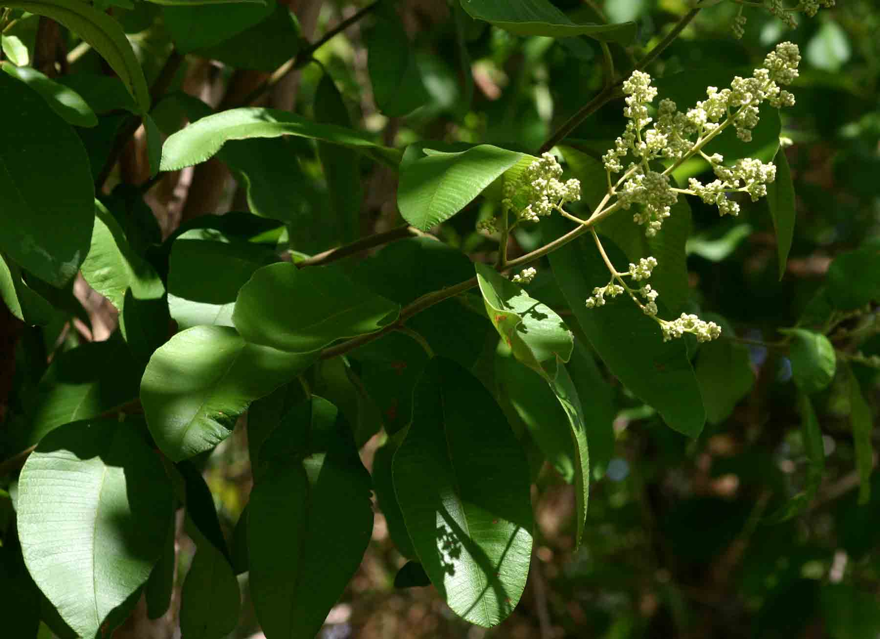 Ozoroa obovata var. elliptica