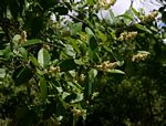Ozoroa obovata var. elliptica