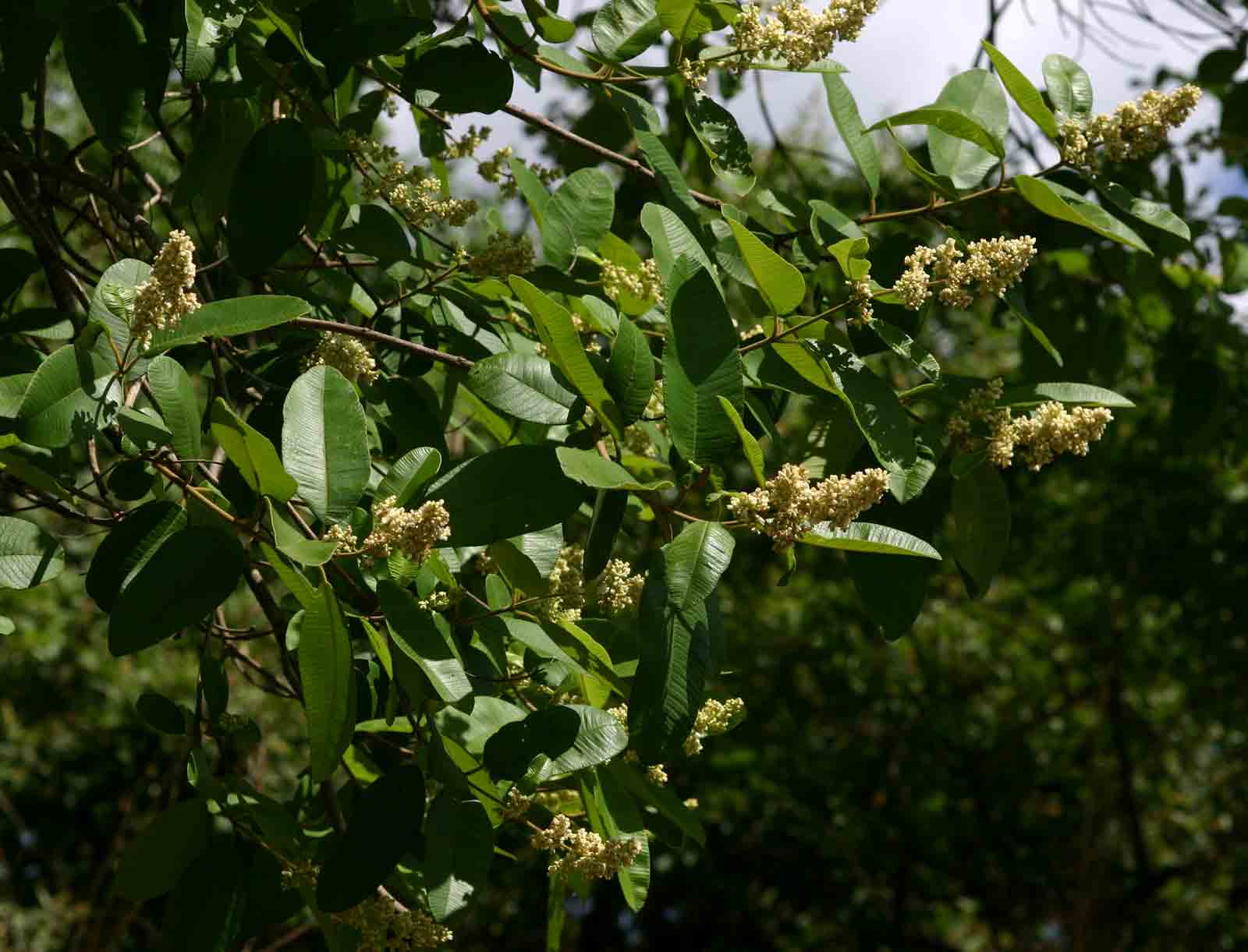 Ozoroa obovata var. elliptica