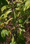 Ozoroa obovata var. elliptica
