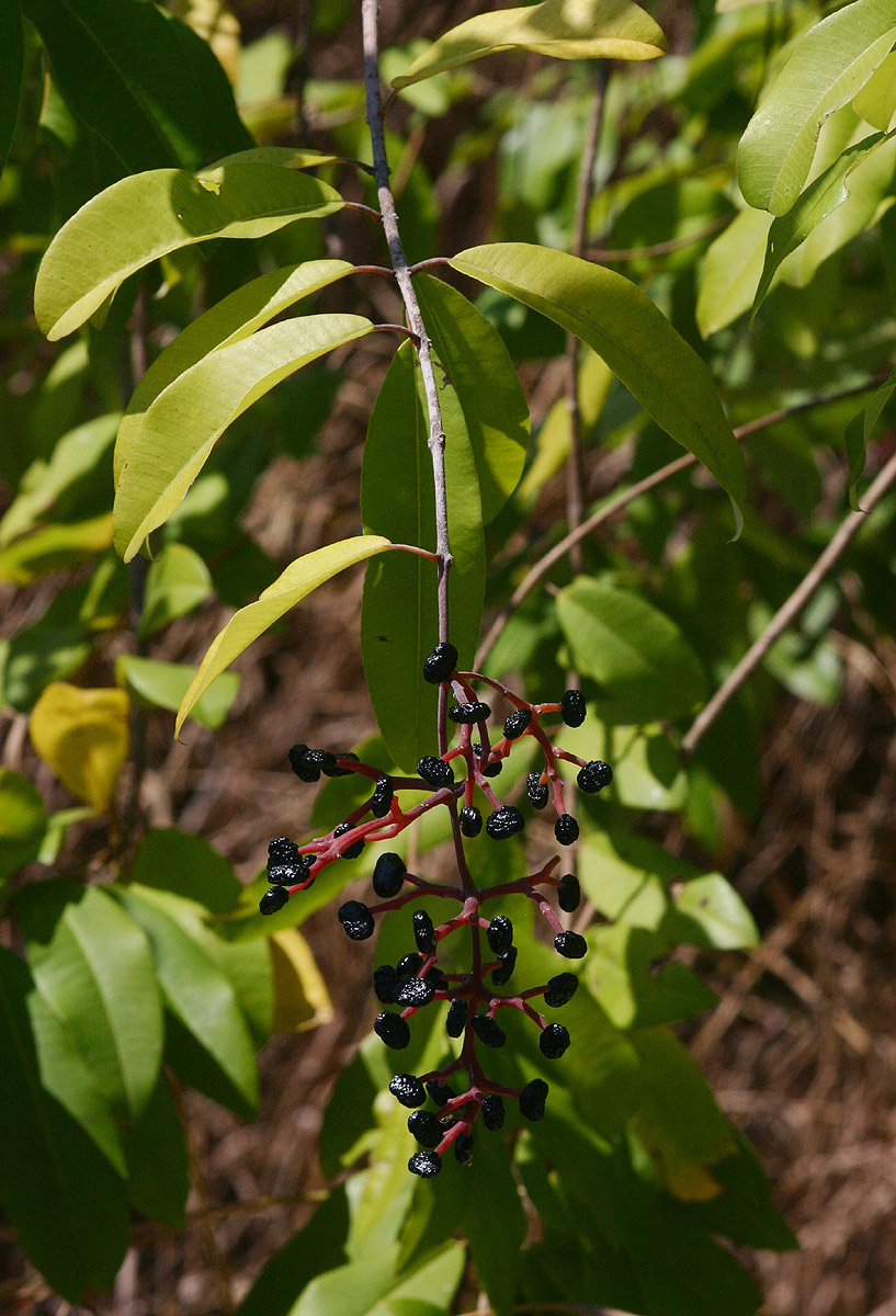 Ozoroa obovata var. elliptica