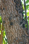 Ozoroa obovata var. elliptica