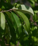 Ozoroa obovata var. elliptica