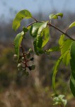 Ozoroa obovata var. elliptica