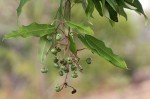 Ozoroa obovata var. elliptica