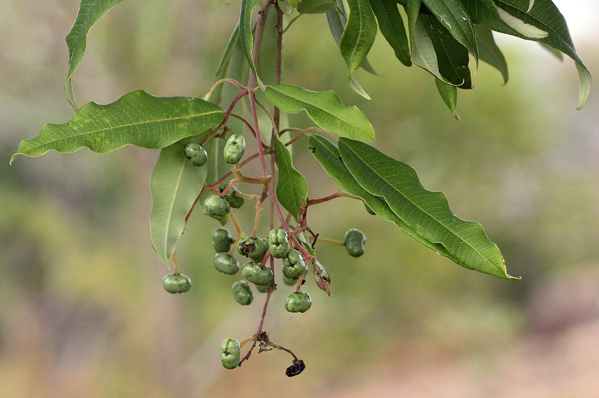 Ozoroa obovata var. elliptica