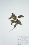 Ozoroa obovata var. elliptica