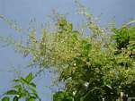 Searsia chirindensis