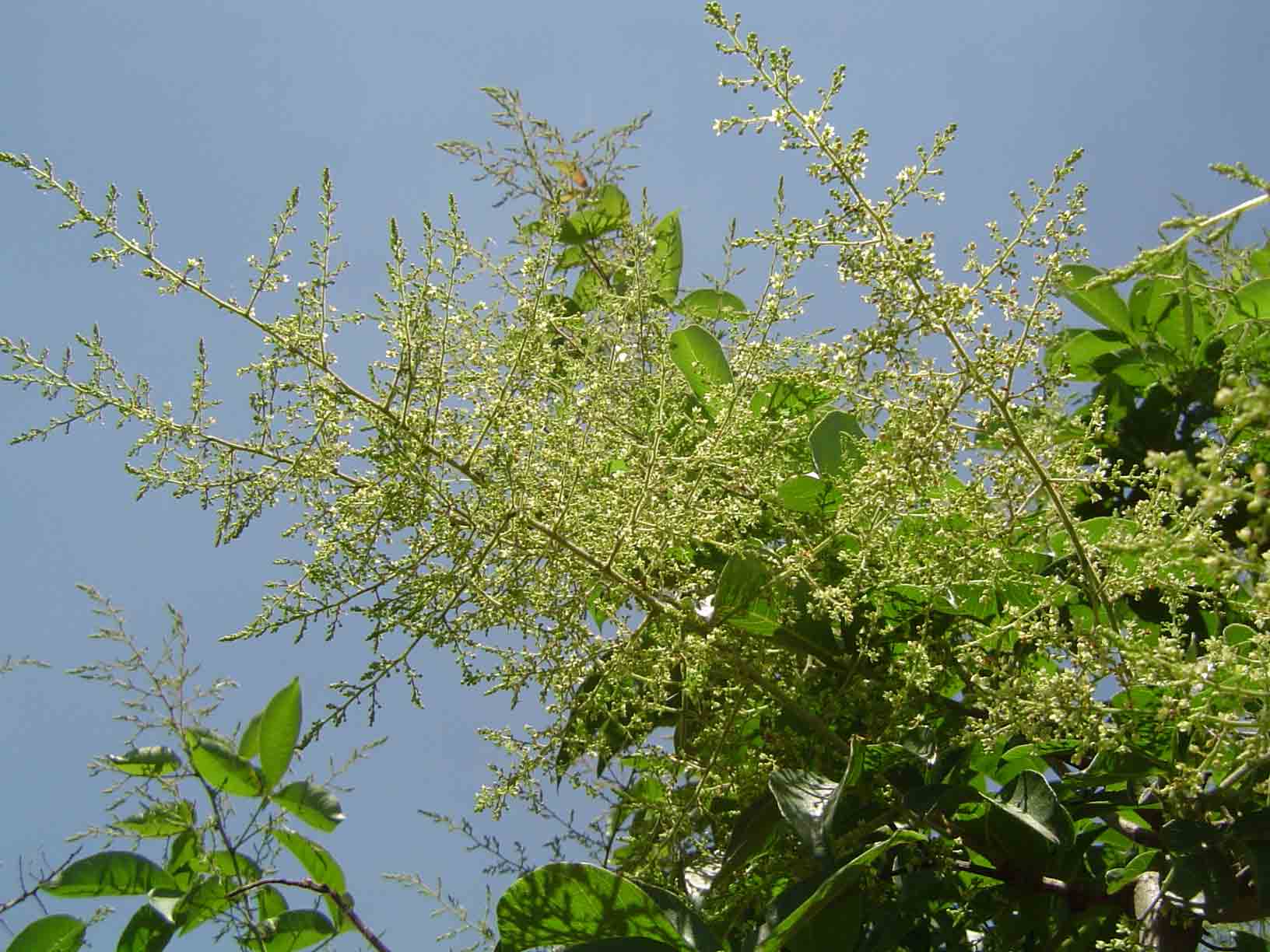 Searsia chirindensis