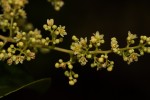 Searsia chirindensis