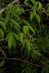 Searsia chirindensis