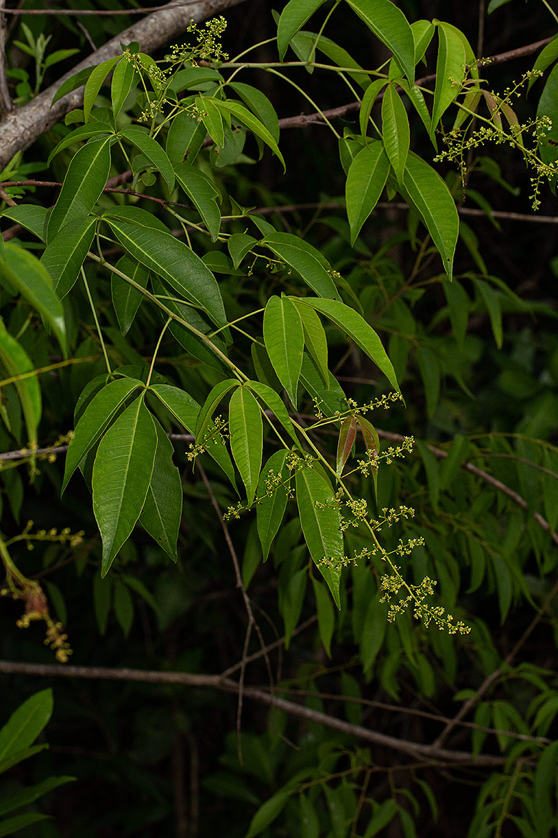 Searsia chirindensis