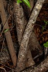 Searsia chirindensis
