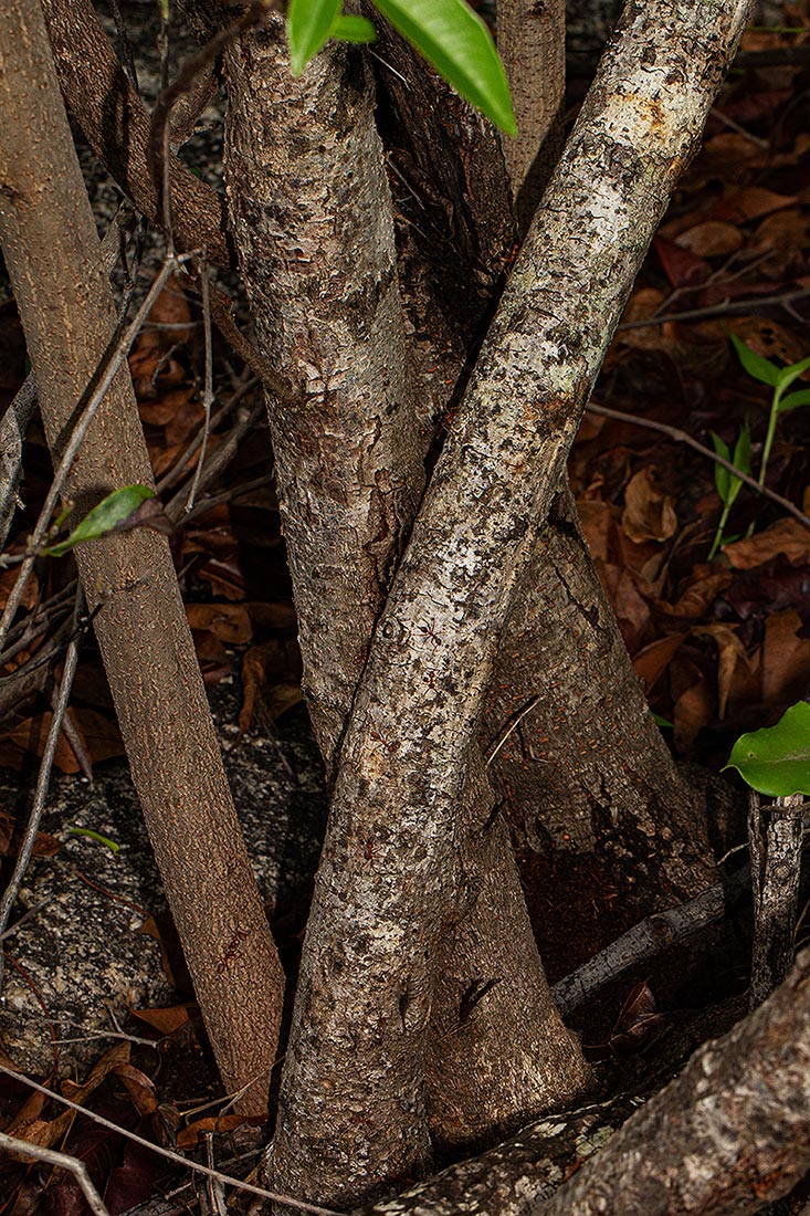 Searsia chirindensis