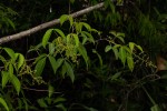 Searsia chirindensis