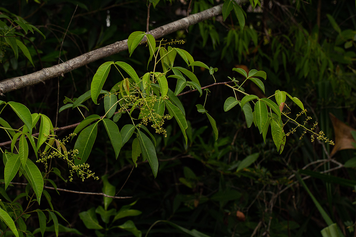 Searsia chirindensis