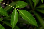 Searsia chirindensis