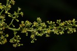 Searsia chirindensis