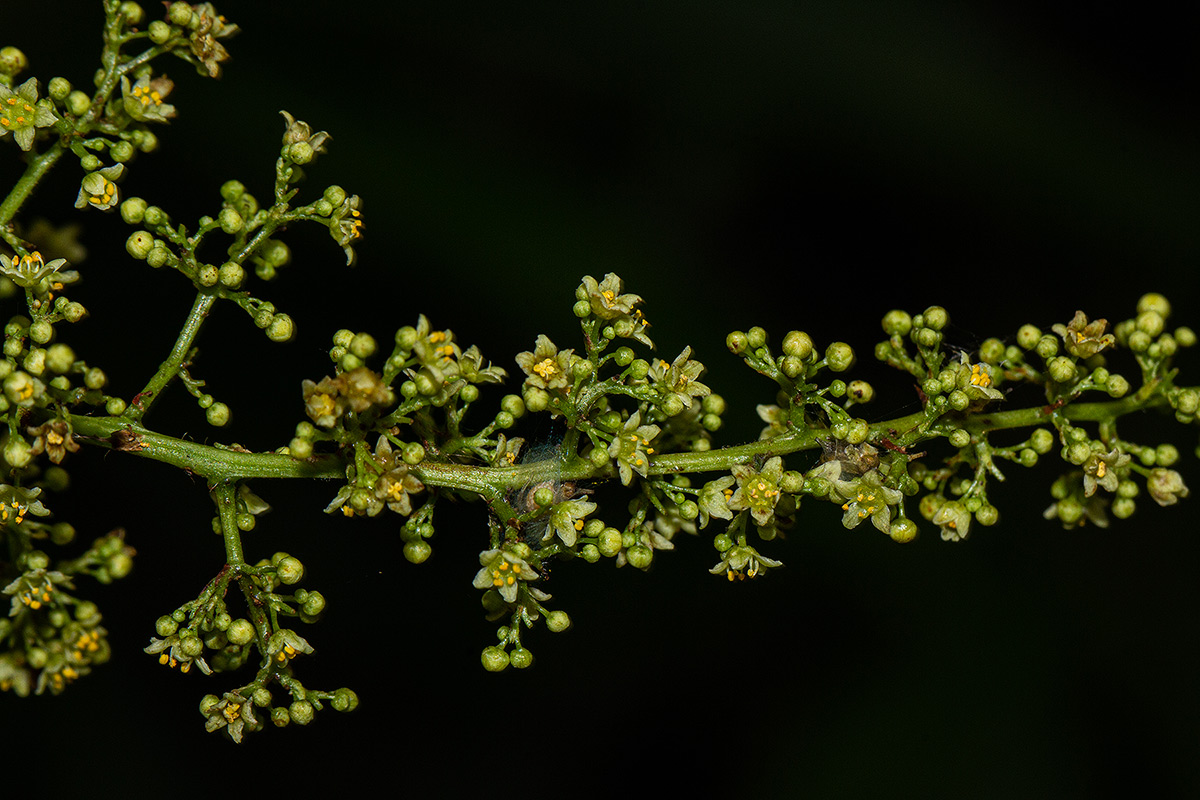 Searsia chirindensis