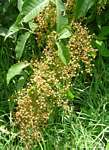 Searsia chirindensis