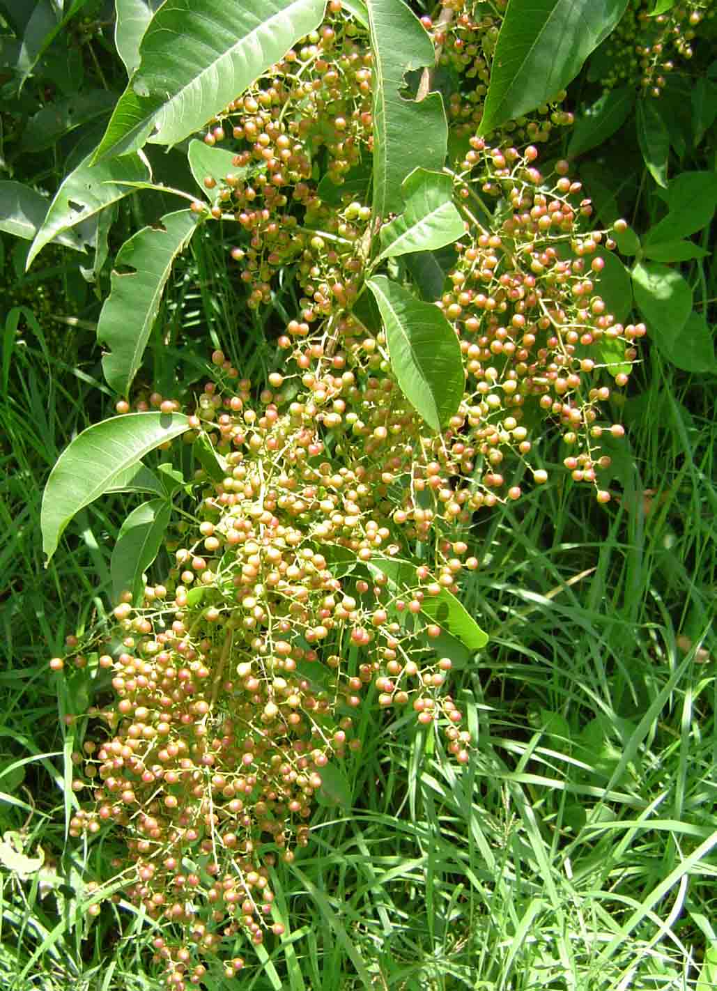 Searsia chirindensis