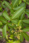 Searsia chirindensis
