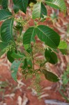 Searsia chirindensis