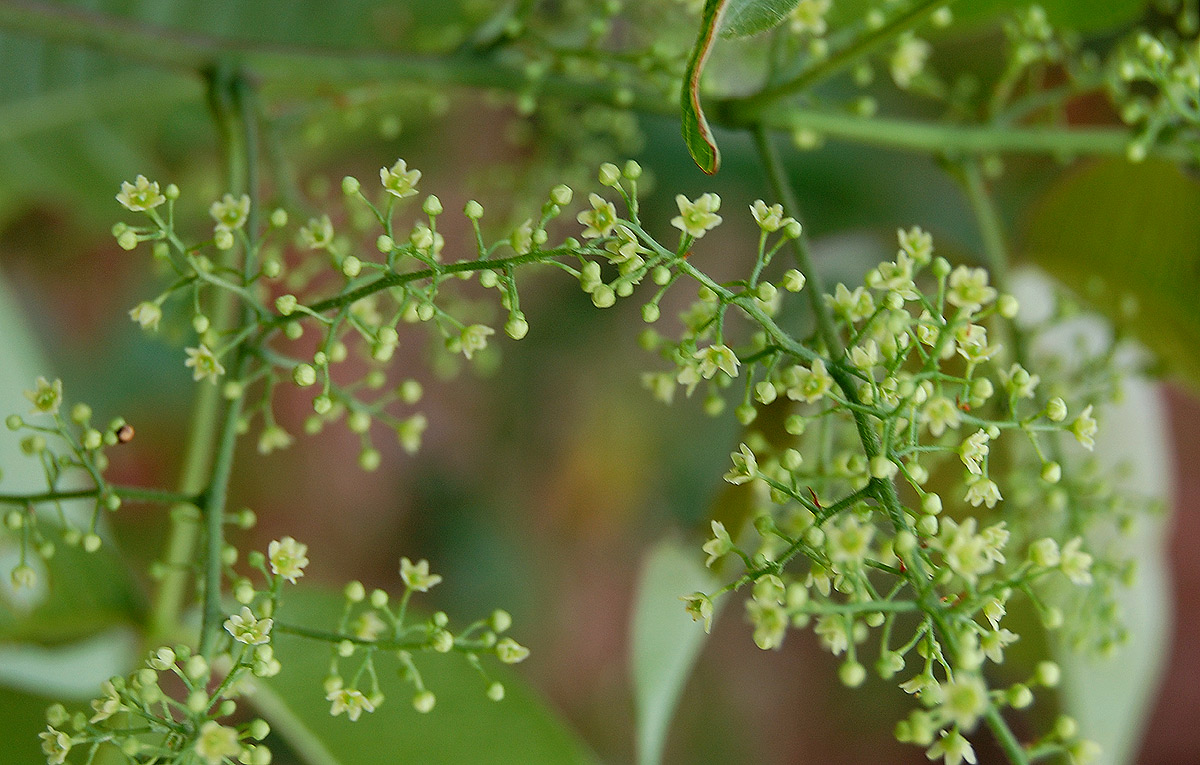 Searsia chirindensis