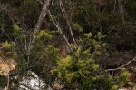 Searsia chirindensis