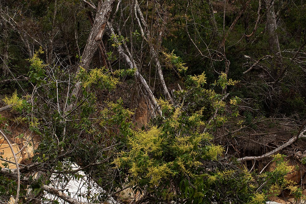 Searsia chirindensis