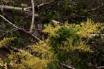 Searsia chirindensis
