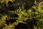 Searsia chirindensis