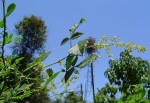 Searsia dentata