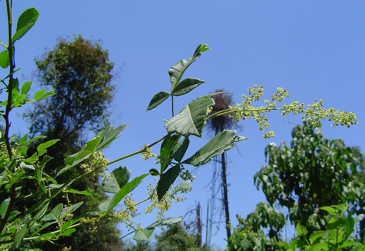Searsia dentata