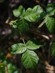 Searsia dentata