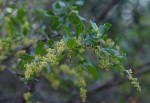 Searsia dentata