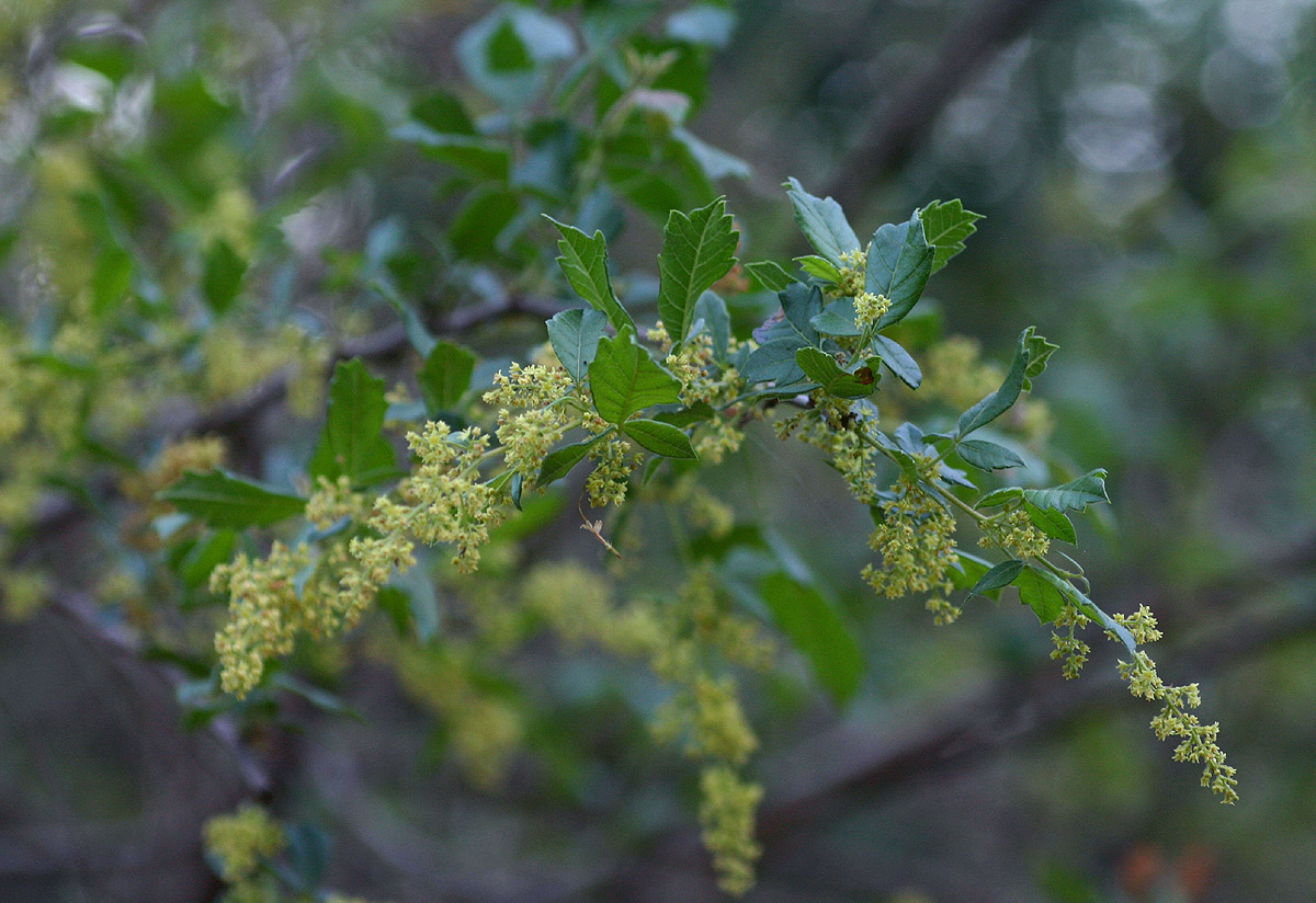 Searsia dentata