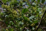 Searsia dentata