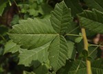 Searsia dentata