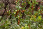 Searsia dentata