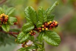 Searsia dentata