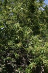 Searsia leptodictya